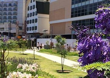 宮之松與藍花楹步道